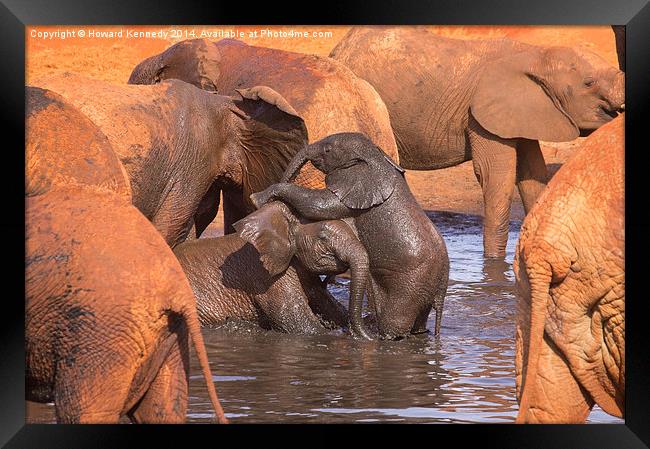 Baby Elephants Playing Framed Print by Howard Kennedy