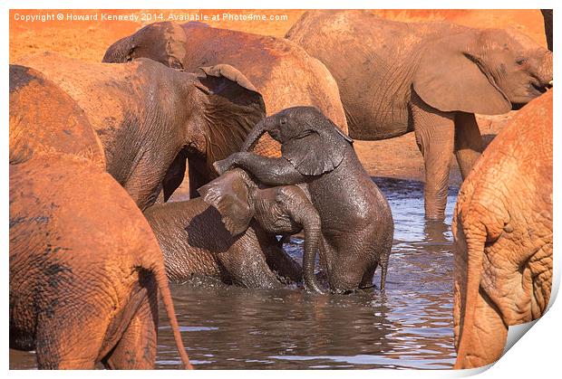Baby Elephants Playing Print by Howard Kennedy