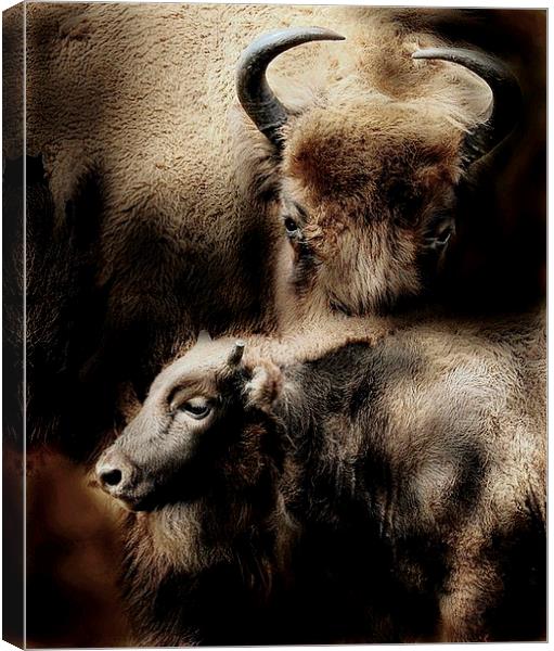  Buffalo love Canvas Print by Alan Mattison