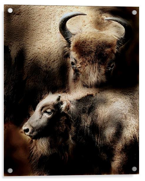  Buffalo love Acrylic by Alan Mattison