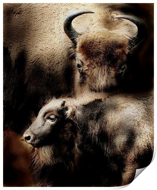  Buffalo love Print by Alan Mattison