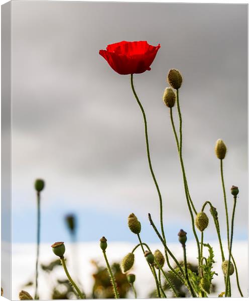 Stand Alone Poppy Canvas Print by Helen Holmes