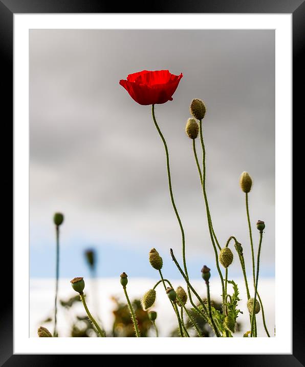 Stand Alone Poppy Framed Mounted Print by Helen Holmes
