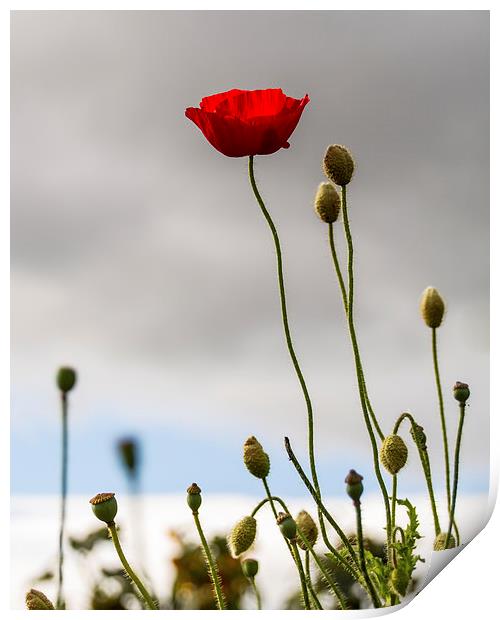 Stand Alone Poppy Print by Helen Holmes