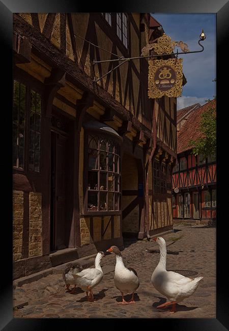 Geese Framed Print by Thomas Schaeffer