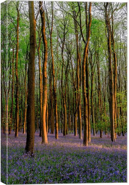  Bluebell Carpet Canvas Print by Bob Small