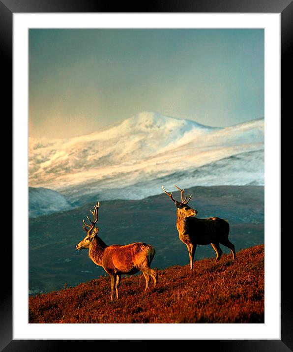  Red Deer Stags Framed Mounted Print by Macrae Images