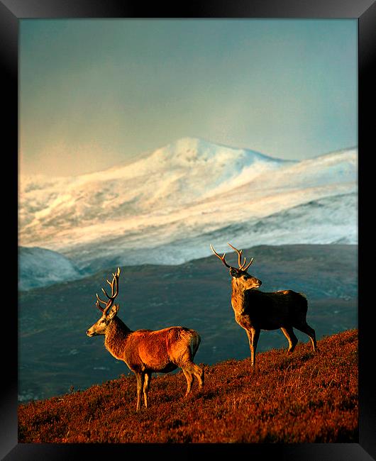  Red Deer Stags Framed Print by Macrae Images