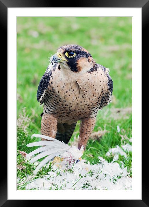  Barbary Falcon enjoying a Quail lunch Framed Mounted Print by Ian Duffield