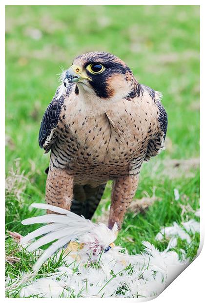  Barbary Falcon enjoying a Quail lunch Print by Ian Duffield