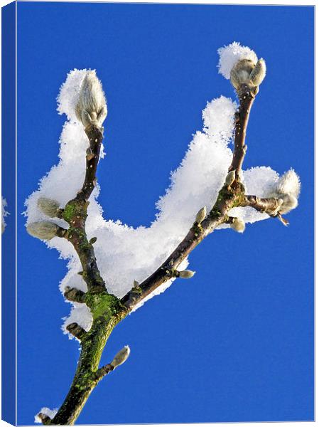  Buds and snow Canvas Print by Ian Duffield