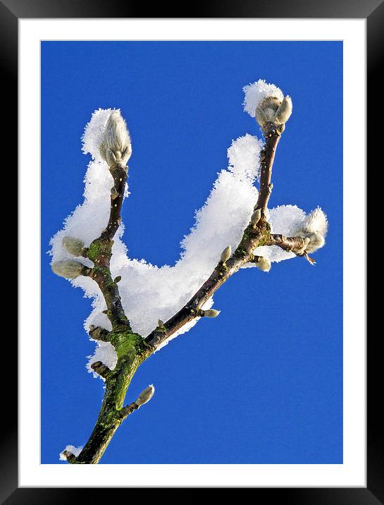  Buds and snow Framed Mounted Print by Ian Duffield