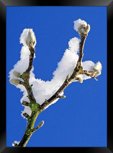  Buds and snow Framed Print by Ian Duffield