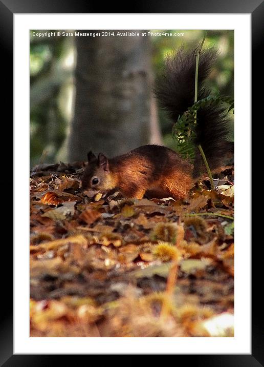  Red Squirrel Framed Mounted Print by Sara Messenger