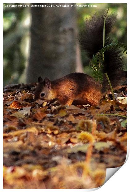  Red Squirrel Print by Sara Messenger