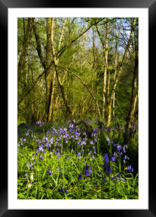 Bluebell Woods Framed Mounted Print by TIM HUGHES