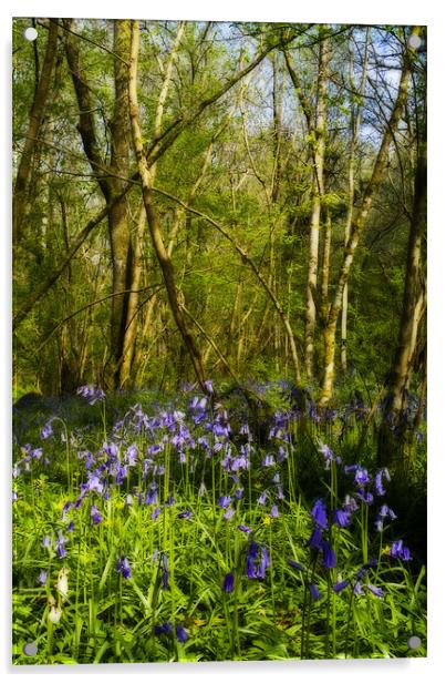 Bluebell Woods Acrylic by TIM HUGHES
