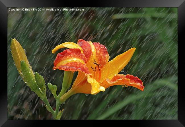 Lily in the rain Framed Print by Brian Fry