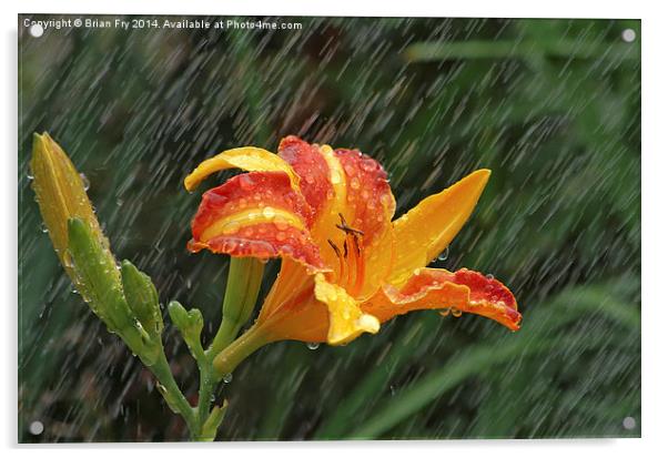 Lily in the rain Acrylic by Brian Fry