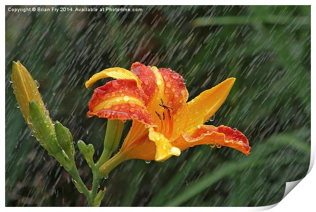 Lily in the rain Print by Brian Fry