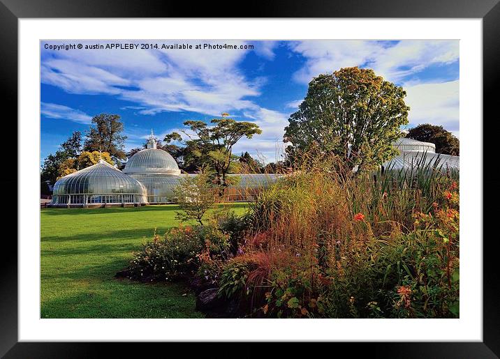 Kibble Palace Botanic Gardens Glasgow  Framed Mounted Print by austin APPLEBY