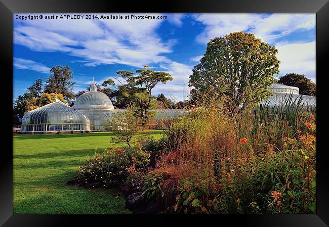 Kibble Palace Botanic Gardens Glasgow  Framed Print by austin APPLEBY