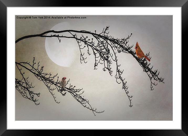 Two Of Us In The Moonlight Framed Mounted Print by Tom York