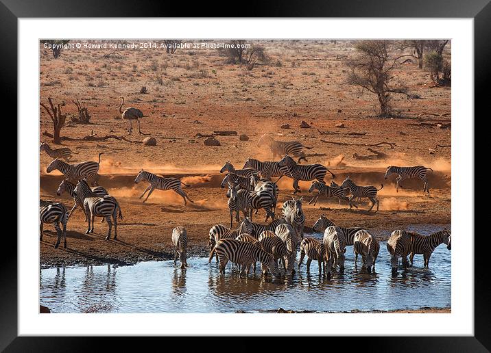 Busy time at the waterhole Framed Mounted Print by Howard Kennedy