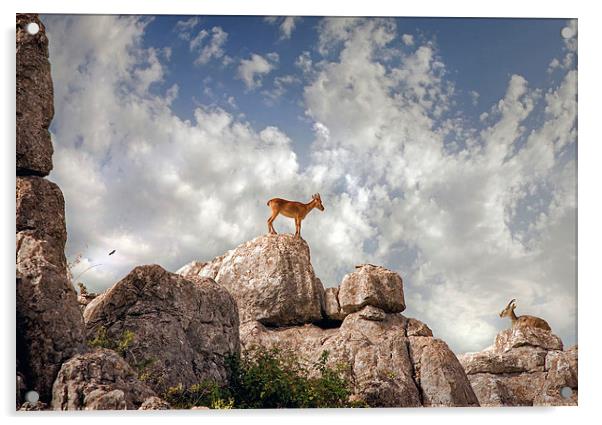 Wild mountain goats - Ibex in El Torcal,  Antequer Acrylic by Mal Bray