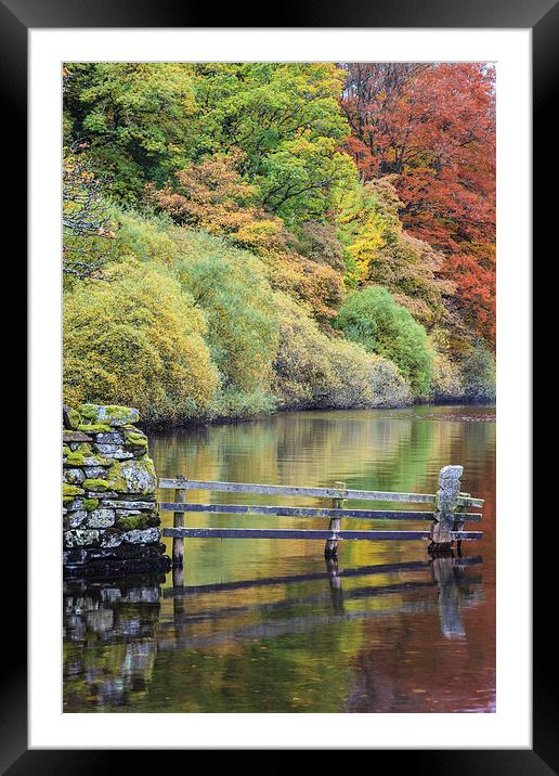 Holme Wood Reflections Framed Mounted Print by Andrew Ray