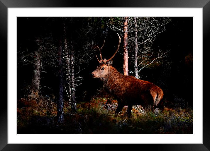  Stag in the woods Framed Mounted Print by Macrae Images