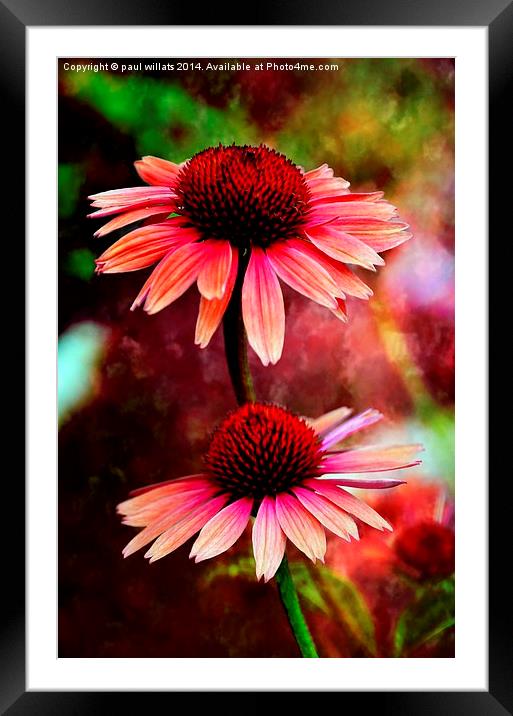 CONEFLOWER DAISY'S  Framed Mounted Print by paul willats