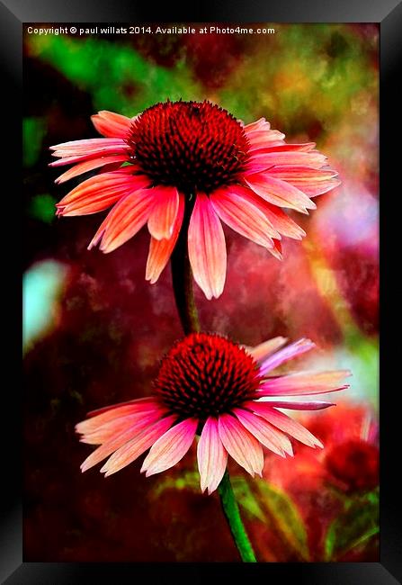 CONEFLOWER DAISY'S  Framed Print by paul willats