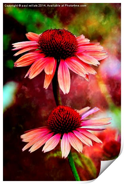 CONEFLOWER DAISY'S  Print by paul willats