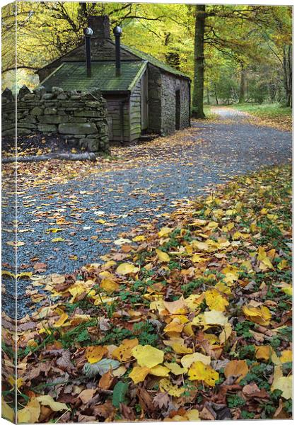 Leaves at Holme Wood Bothy Canvas Print by Andrew Ray