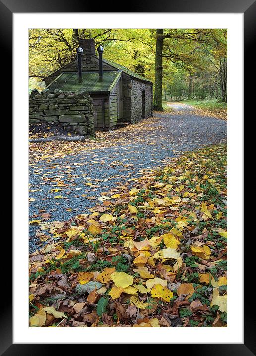 Leaves at Holme Wood Bothy Framed Mounted Print by Andrew Ray