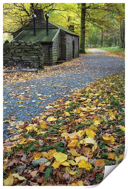 Leaves at Holme Wood Bothy Print by Andrew Ray