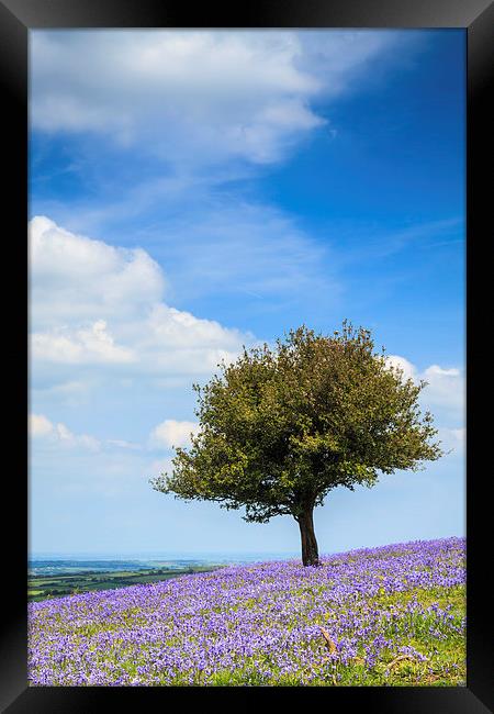 Lone Tree in Bluebells Framed Print by Andrew Ray