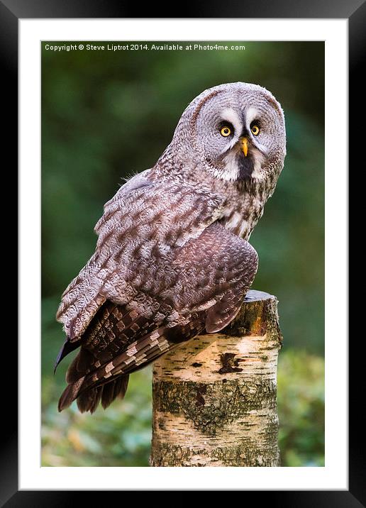  Great grey owl (Strix nebulosa) Framed Mounted Print by Steve Liptrot