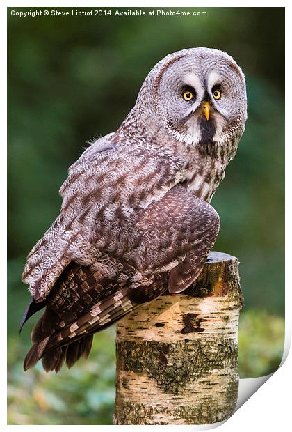  Great grey owl (Strix nebulosa) Print by Steve Liptrot