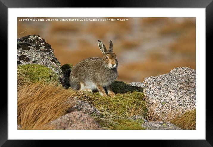  Mountain Hare Framed Mounted Print by Jamie Green