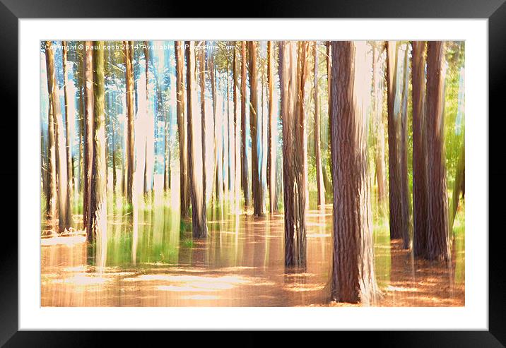  Into the woods Framed Mounted Print by paul cobb