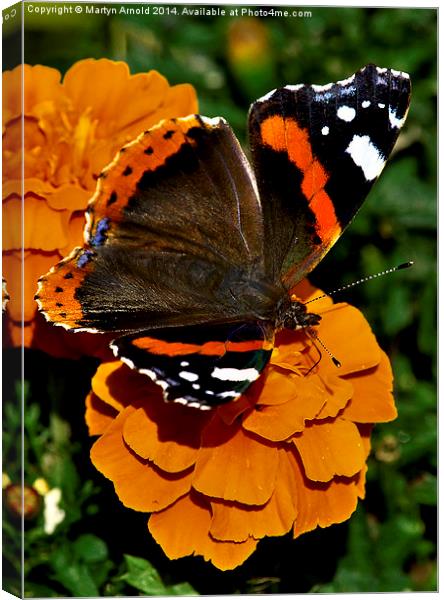  Red Admiral Butterfly on flowers Canvas Print by Martyn Arnold
