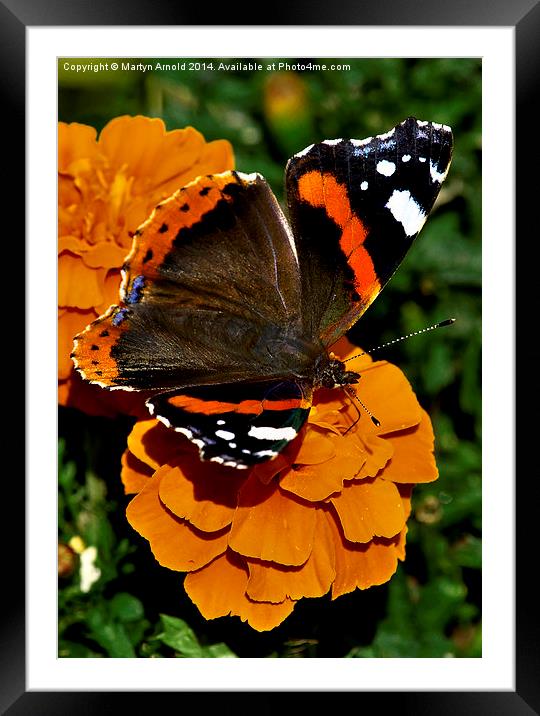  Red Admiral Butterfly on flowers Framed Mounted Print by Martyn Arnold