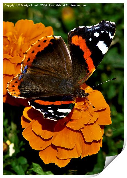  Red Admiral Butterfly on flowers Print by Martyn Arnold
