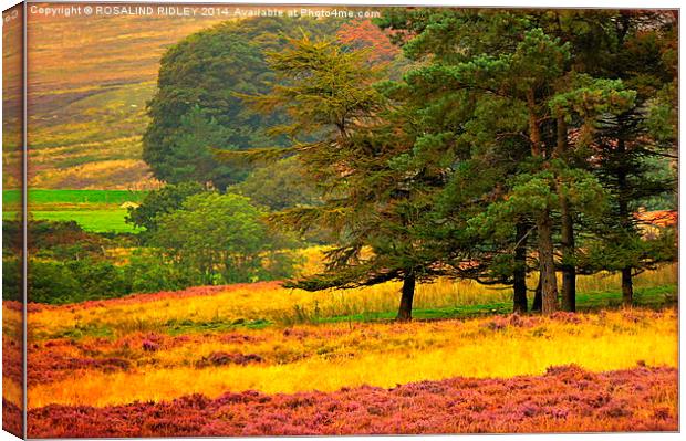 "EVENING SUNLIGHT ON THE NORTH YORKSHIRE MOORS"  Canvas Print by ROS RIDLEY