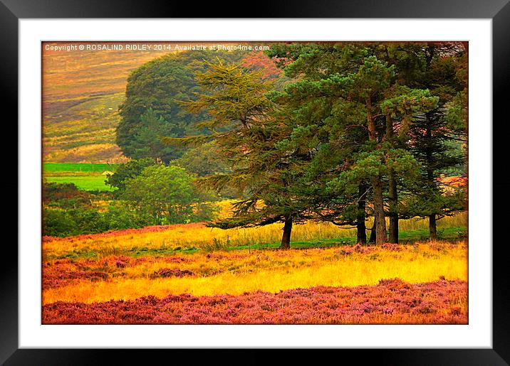 "EVENING SUNLIGHT ON THE NORTH YORKSHIRE MOORS"  Framed Mounted Print by ROS RIDLEY