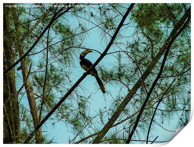  Toucan at twilight in Borneo Print by colin chalkley