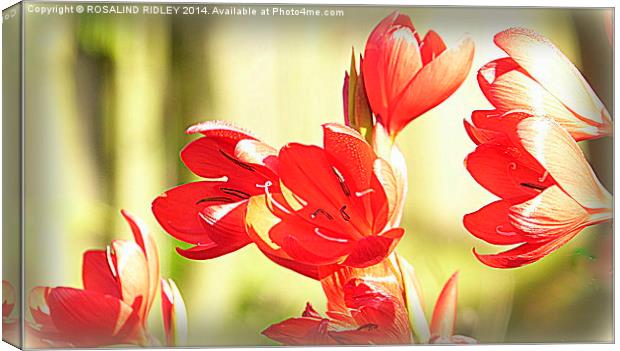 "MORNING SUNSHINE THROUGH THE TRITONIA"  Canvas Print by ROS RIDLEY