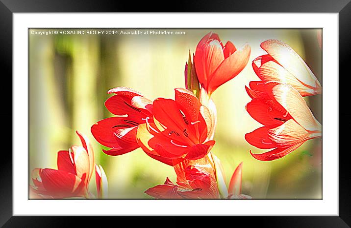 "MORNING SUNSHINE THROUGH THE TRITONIA"  Framed Mounted Print by ROS RIDLEY